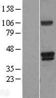 ls003163 heme oxygenase 2 hmox2 human over expression lysates nm 002134 wb testing 3