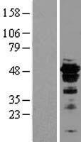 ls003170 foxa2 human over expression lysates nm 153675 wb testing 1