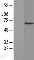 FOXA3 Human Over-expression Lysates NM_004497