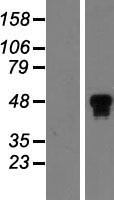 HNF 4 alpha (HNF4A) Human Over-expression Lysates NM_001030003