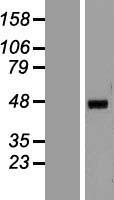 HNF 4 alpha (HNF4A) Human Over-expression Lysates NM_001030004