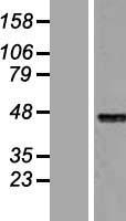 ls003172 hnf 4 alpha hnf4a human over expression lysates nm 178850 wb testing 2