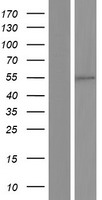HNF4 gamma (HNF4G) Human Over-expression Lysates NM_004133