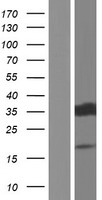 HNRPAB (HNRNPAB) Human Over-expression Lysates NM_004499