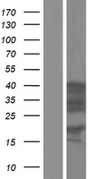 HNRNPD Human Over-expression Lysates NM_001003810