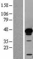 HNRNPD Human Over-expression Lysates NM_002138