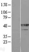 ls003185 hnrnp f hnrnpf human over expression lysates nm 004966 wb testing 5