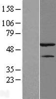 HNRPH1 (HNRNPH1) Human Over-expression Lysates NM_005520