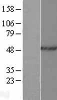 HNRPH2 (HNRNPH2) Human Over-expression Lysates NM_001032393