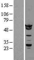 hnRNP K (HNRNPK) Human Over-expression Lysates NM_002140