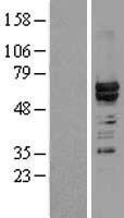 hnRNP L (HNRNPL) Human Over-expression Lysates NM_001533