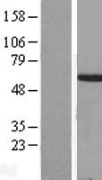 ls003200 hoxa3 human over expression lysates nm 153631 wb testing 3