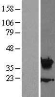 ls003202 hoxa5 human over expression lysates nm 019102 wb testing 1
