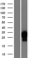 HOXA7 Human Over-expression Lysates NM_006896