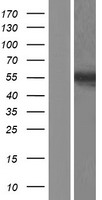 HOXA10 Human Over-expression Lysates NM_018951