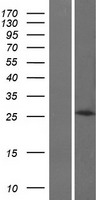 ls003218 hoxb8 human over expression lysates nm 024016 wb testing 1