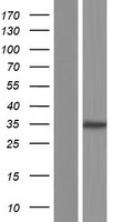 HOXB9 Human Over-expression Lysates NM_024017