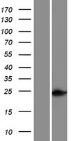 HOXC5 Human Over-expression Lysates NM_018953