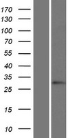 HOXC12 Human Over-expression Lysates NM_173860