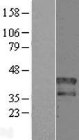 ls003231 hoxd1 human over expression lysates nm 024501 wb testing 1