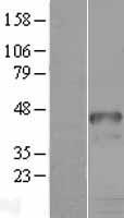 ls003235 hoxd9 human over expression lysates nm 014213 wb testing 1