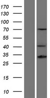 ls003239 hoxd13 human over expression lysates nm 000523 wb testing 1