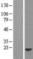 VILIP3 (HPCAL1) Human Over-expression Lysates NM_134421