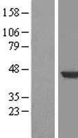 HPD Human Over-expression Lysates NM_002150