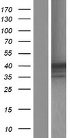 HPR Human Over-expression Lysates NM_020995