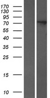 ls003257 hps1 human over expression lysates nm 000195 wb testing 1