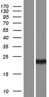 p21 Ras (HRAS) Human Over-expression Lysates NM_176795