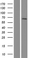 AGFG1 Human Over-expression Lysates NM_001135187