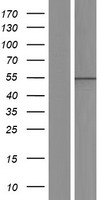 AGFG1 Human Over-expression Lysates NM_001135189