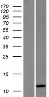 HSBP1 Human Over-expression Lysates NM_001537
