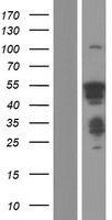 HSF4 Human Over-expression Lysates NM_001538