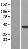 DNAJB2 Human Over-expression Lysates NM_006736