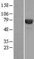 HSP70-1A (HSPA1A) Human Over-expression Lysates NM_005345