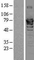 HSPA2 Human Over-expression Lysates NM_021979