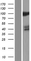 HSPA4 Human Over-expression Lysates NM_002154