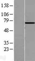 HSPA6 Human Over-expression Lysates NM_002155