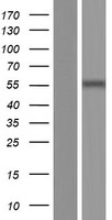 Hsc70 (HSPA8) Human Over-expression Lysates NM_153201