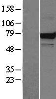 Grp75 (HSPA9) Human Over-expression Lysates NM_004134