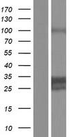 ls003338 dnajc4 human over expression lysates nm 005528 wb testing 1