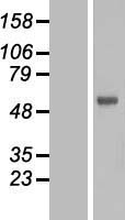 FOXN2 Human Over-expression Lysates NM_002158