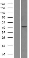 ls003359 5ht3a receptor htr3a human over expression lysates nm 001161772 wb testing 3