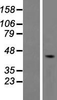5HT4 Receptor (HTR4) Human Over-expression Lysates NM_199453