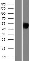 Bone Sialoprotein (IBSP) Human Over-expression Lysates NM_004967