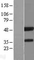 ls003394 irf8 human over expression lysates nm 002163 wb testing 1