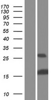 ID1 Human Over-expression Lysates NM_181353