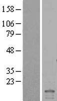 ID2 Human Over-expression Lysates NM_002166
